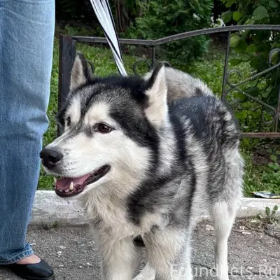Найден тип собака, 18 а