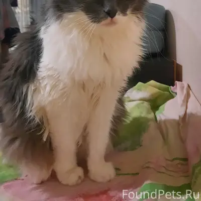 Пропала кошка, р-н Гайдара 69