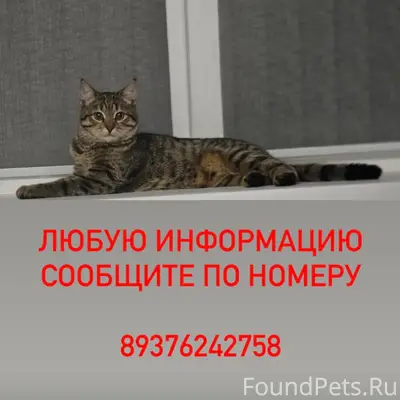 Пропала кошка Буся, Нефтяников 111Б