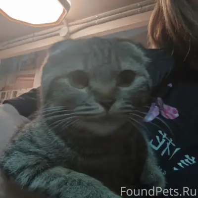 Найдена домашняя кошка, без породы
