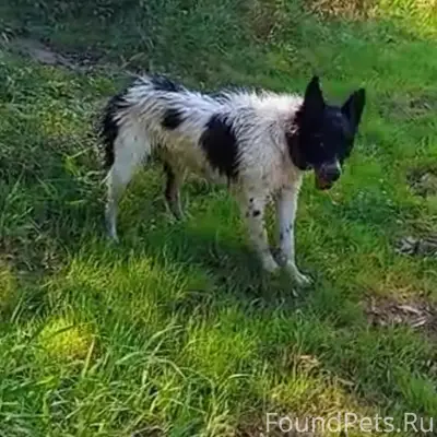 Пропала собака Умка, район 11 школы