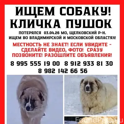 Пропала собака Пушок, Фряново и Владимирская область
