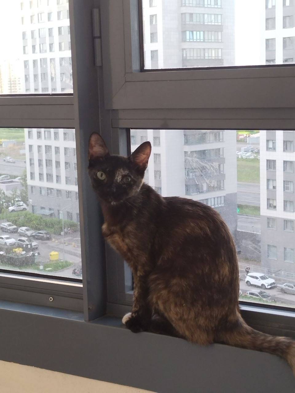Пропала кошка Ло, Всеволожский район