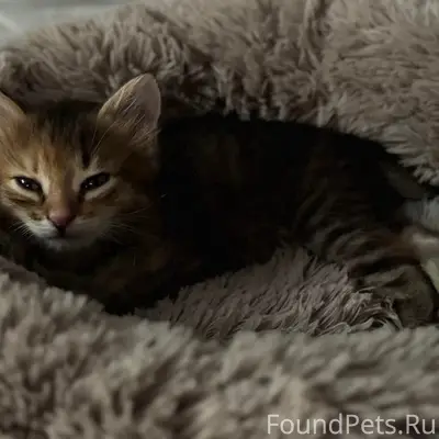 Пропала кошка Мурка, район Молодежная, Шалашкова, Сетнова