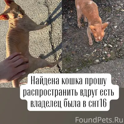 Найдена кошка, СНТ 16