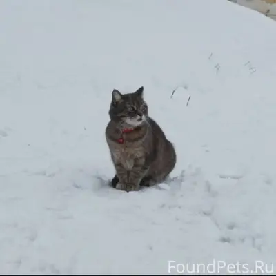 Пропала кошка Алерма, Север (Юность)