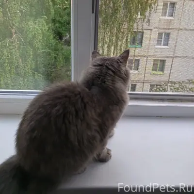 Пропала кошка, серая, район маяковки, коралла