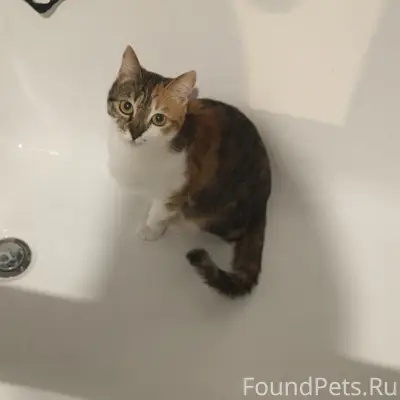 Пропала кошка,