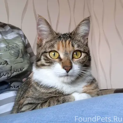 Найдена кошка Тома, ул. Победы, 42