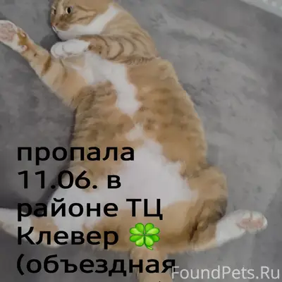 Пропала кошка Джекки, Симферополь