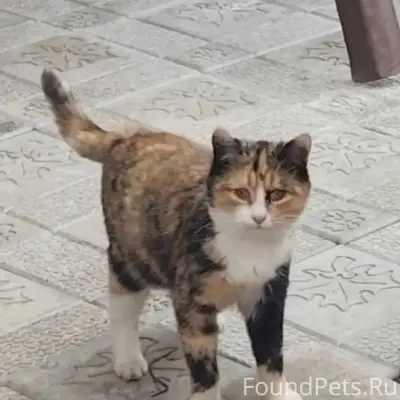 Пропала кошка Тути, ул. Южная