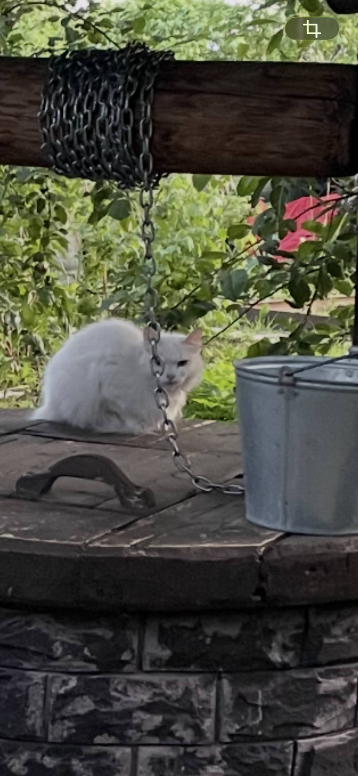 Найдена белый кот/кошка