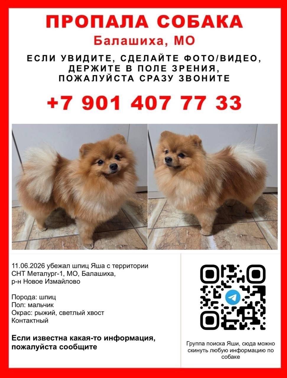 Пропал шпиц Яша, Балашиха