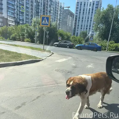 Пропала собака, район гпз-24