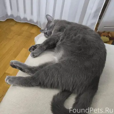Пропал кот Маркиз, Серпухов