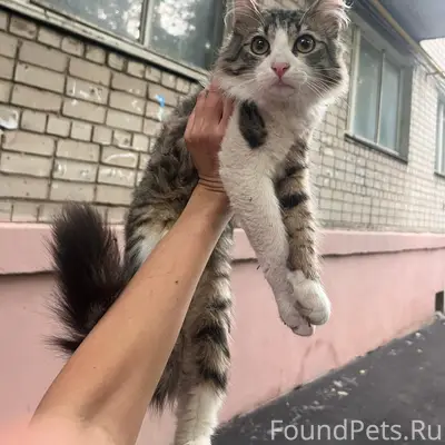 Пропал кот, Нижний Новгород