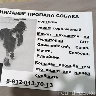 Пропала собака, 