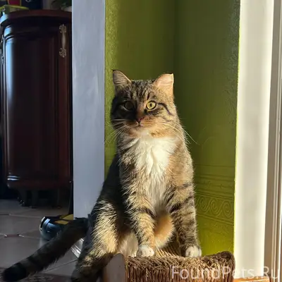 Пропал кот Лютик, Ивье