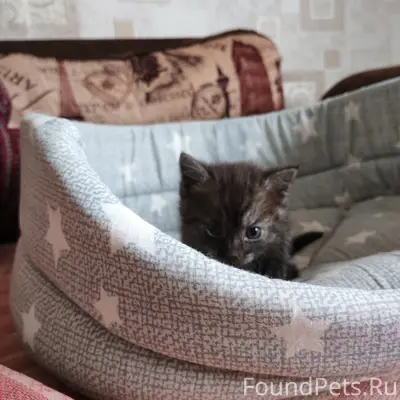 Найден котёнок от дикой кошки