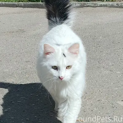 Пропал кот Пушок, район Курчатова