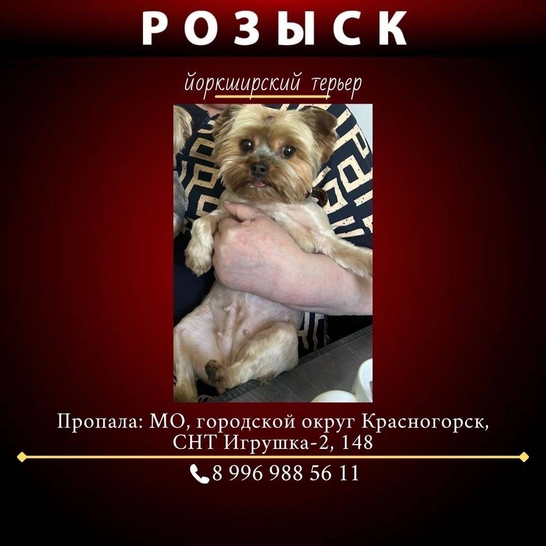 Пропала йорк Милка
