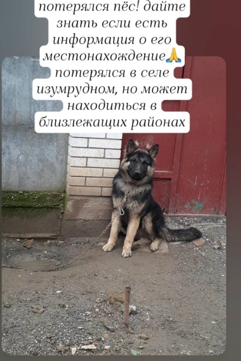 Пропал пёс, вознаграждение за возврат