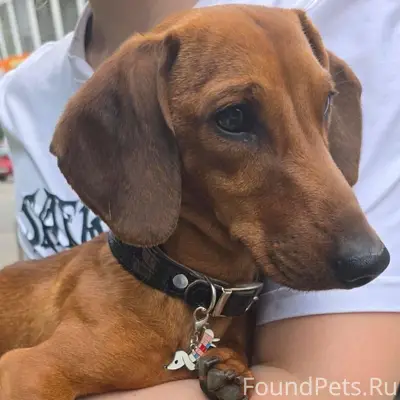 Найден мальчик такса, Москва, Дмитровский район