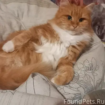 Пропала кошка, свяжитесь по телефону