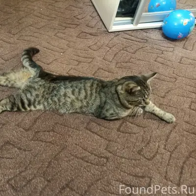 Пропал кот, Николаевка