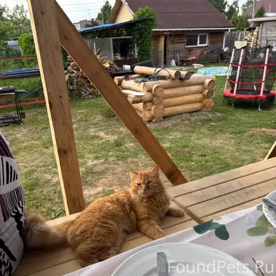 Пропал кот Филя