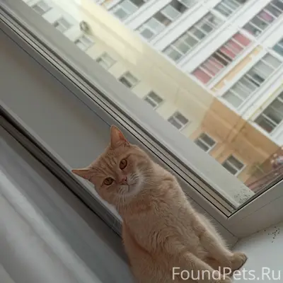 Пропал кот Персик, ул. Циренщикова