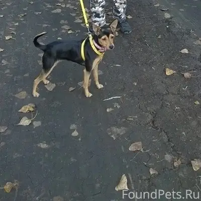 Пропала собака, район Отрады