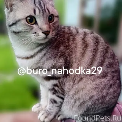 Пропал кот, пос. Талаги