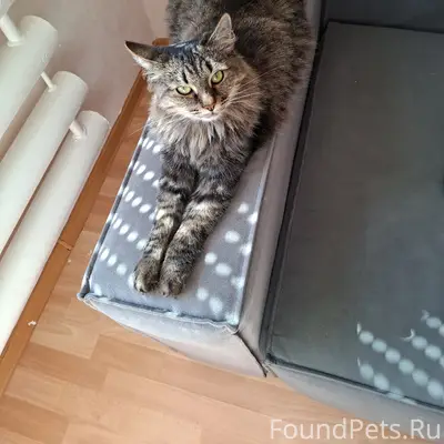 Пропал кот, станция Калейкино