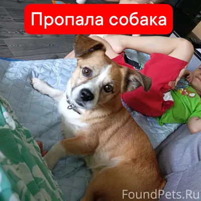 Пропал пёс Хан, Череповец