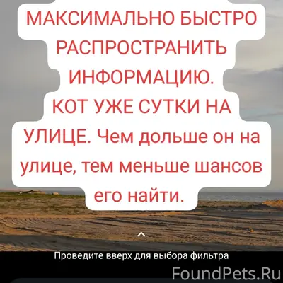 Пропал кот, неизвестно место пропажи