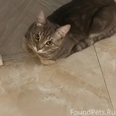 Пропал котенок