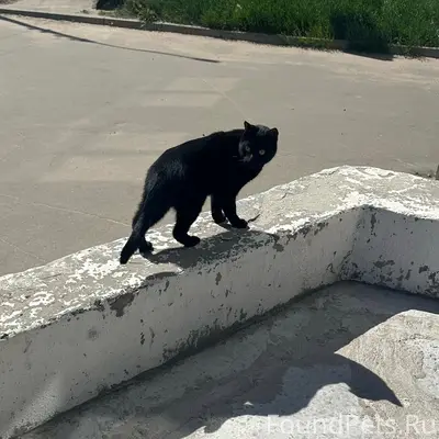 Найден чёрный кот, район Коновалова