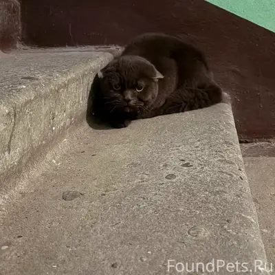 Найден британский кот, старые Химки