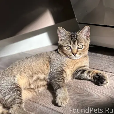 Пропал кот, район адмирала
