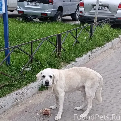 Найден пёс, хромой с ошейником, у Близнецов