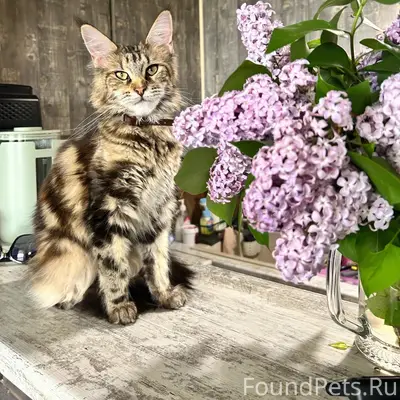 Пропала кошка Мика, 2 массив