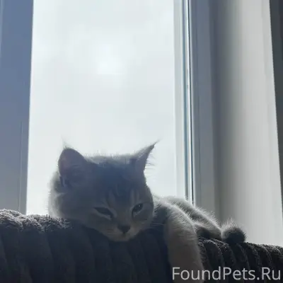 Пропал котёнок Моня, район Комовских