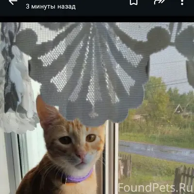 Пропал кот