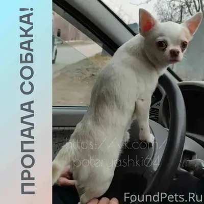 Пропал чихуахуа Бакс, Саратов
