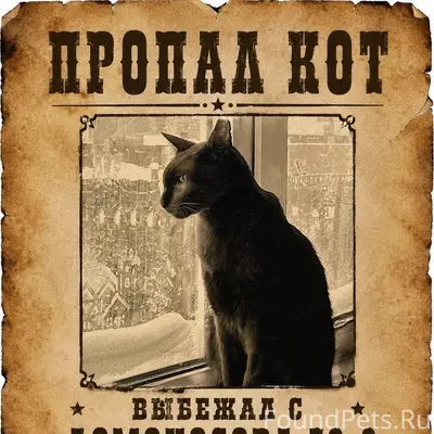Пропал кот Тимоша, район ОМК