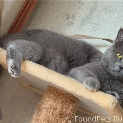 Пропала кошка Марго, район Гагарина