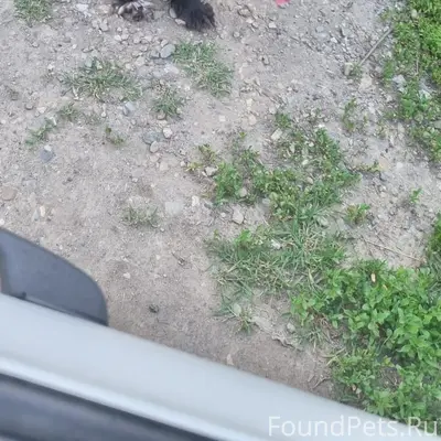 Пропала собака
