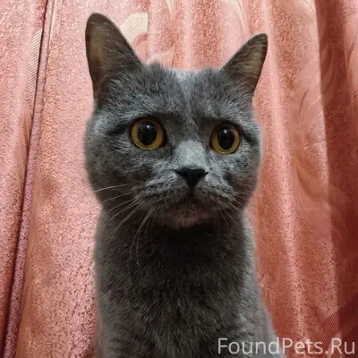 Пропала серая кошка, Порт-Артур