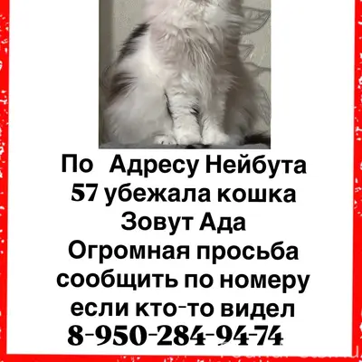 Пропала кошка Ада, Нейбута 57